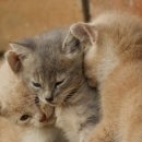 운정호수동물메디칼센터 이미지