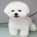 시현펫살롱 이미지