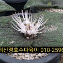 마소농장 이미지
