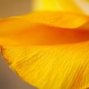 몽고반점 이미지