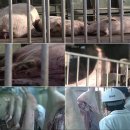 돼지나라돼지한마리 이미지