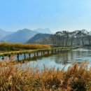 자작나무펜션 캠핑장 이미지