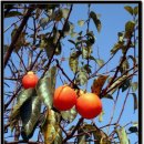 개실마을 이미지