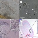 관상어 마이크로포에실리아 픽타(Micropoecilia picta)의 뇌 기생 microsporidium. 이미지