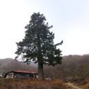 다래골 | 진안군 - 천황사 부도, 천황사 대웅전