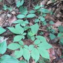 약초와 건강 이미지