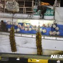 동해-단속-39 이미지