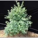 블루베리 심기.재배.종류 이미지