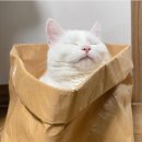 고양이 하루 이미지