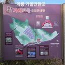 팥거리마을협동조합 | 태조 신도안 역사 품은 계룡 가볼만한곳, 팥거리 마을 벽화거리 산책