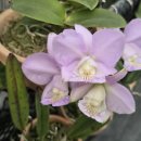 Cattleya nobilior v amaliae ('Inspiracao' x 'Perfection') 이미지