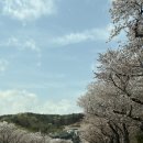 문화가 숨 쉬는 빛의 숲 < ACC 아트 트레일러 > | 경주 가볼만한곳 동궁원 라원 방문 후기 자연과 미디어아트가 만난 공간