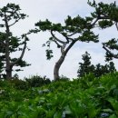 석부작박물관 이미지