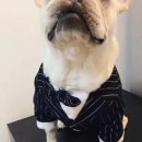 도그월드 이미지