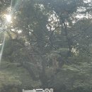 호암미술관 | 호암미술관 방문 후기 | 예약방법 | 입장료 | 주차정보 | 루이스 부르주아 전시 | 가을 단풍 | 겨울 풍경