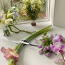 올로르플라워OlorFlower