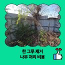 시도 3호선 버즘나무 | 한 그루 제거 나무 처리 비용