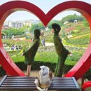 도당애견 이미지