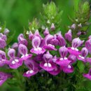 길손과 풀꽃 이미지