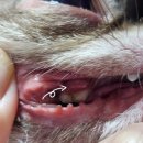 해운대조은동물병원 이미지