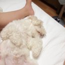 허브네 이미지