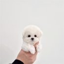 천안강아지분양 우리집퍼피 천안아산본점 (하이도그) 이미지