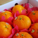 반해버린농장 | 제주감귤 직접 사러 갔다가 레드향에 반해버린 후기