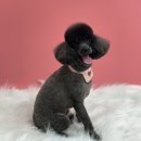 또왕또왕 Dog Salon 이미지