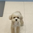 스틸블루 애견샵 | 송파애견 미용 믿고 맡길만한 곳! 오랜 단골샵 블루시엘 솔직 후기