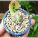 (주)배성 Daum카페