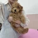 하루댕댕 이미지