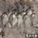 목포밴댕이 이미지