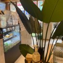 스윗다이노 이미지