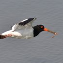 빛과갯벌-2 이미지