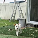 새무리 | [봉사] 하우네 쉼터 유기견 보호소 봉사🐶🤎 - 애니모어 봉사 후기-!