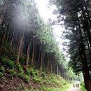 편백나무숲민박 이미지