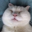 이야옹 이미지