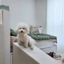 덕안코팅