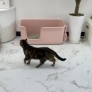 미용하냥 이미지