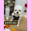 룰루애견미용샵