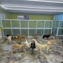 도로시지켜줄개 이미지