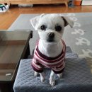 (강아지 실종신고) 경기도 김포시 김포현대아울렛, 물류센터, 아라뱃길 부근에서 잃어버린 강아지를 찾습니다. 이미지
