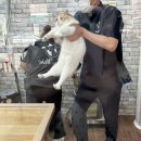 이쁘냥고양이미용실 | [내돈내산 후기]고양이 무마취 미용, 이쁘냥고양이미용실 일산