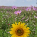 아빠부동산중개사무소 이미지