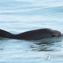 돌고래 - 인제군 인제로167번길 4 | 돌고래