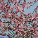 고향의 봄 이미지