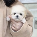 잘나가는 강아지 이미지