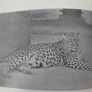 양구 한반도 양봉 | 우리나라에는 우리가 살았어요!