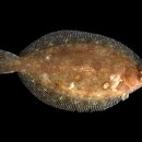 Filets de sole Marguery(필레 드 솔 마르게리) : seafood stock으로 simmering한 가자미와 화이트와인을 넣은 생크림소스 이미지