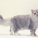 SKY동물병원 이미지